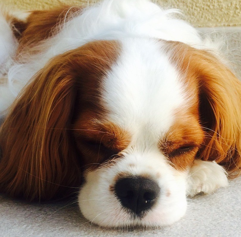 How to Calm a Dog Down