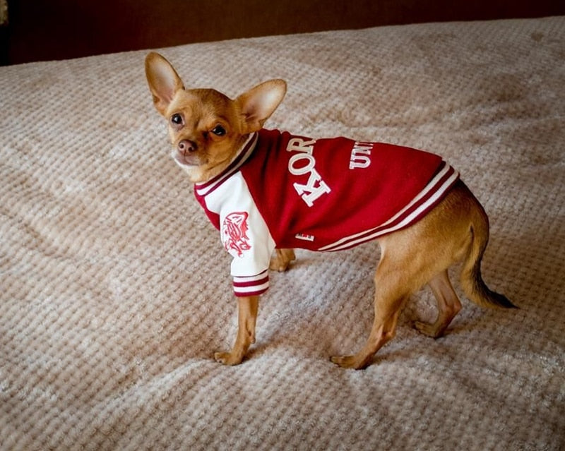 Uni french Bull Dog Sweater