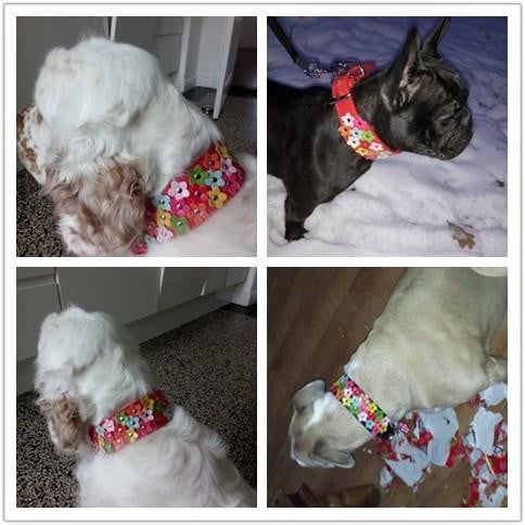 Flower Studded Leather Dog Collar