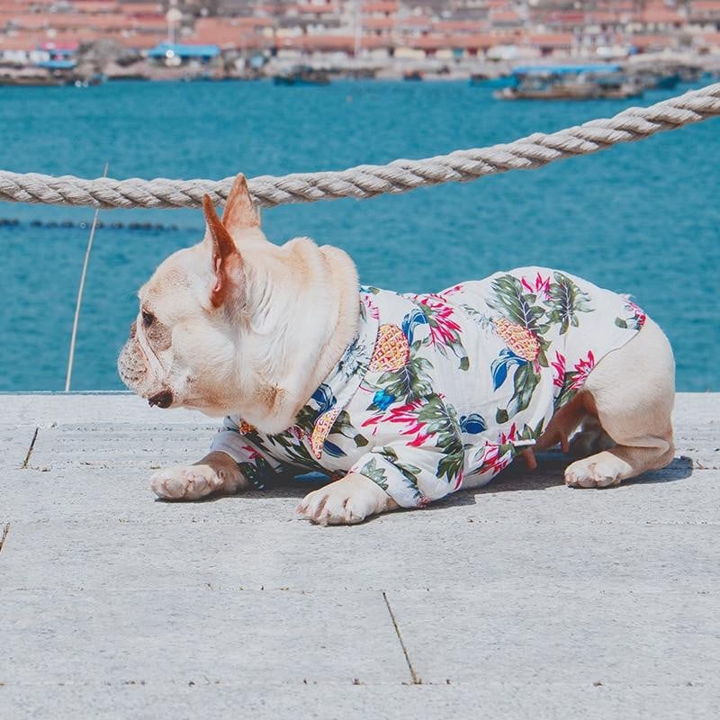 French Bulldog Clothes for Small Dogs