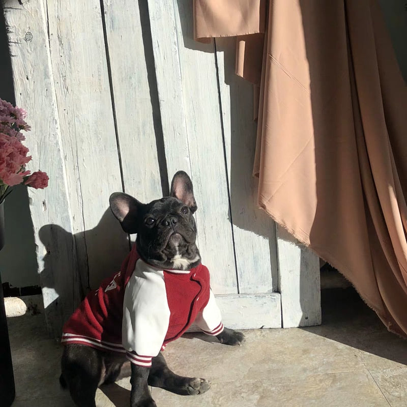 Uni french Bull Dog Sweater